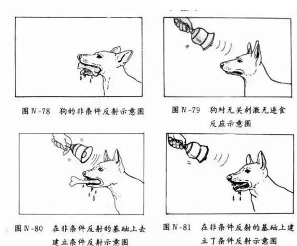 点登富 探索反射弧，发现身体反应的奥秘